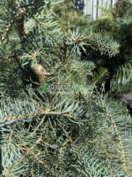 Abies Concolor ( Brad Alb )