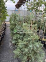 Abies Concolor ( Brad Alb ) - imagine 2