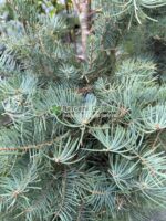 Abies Concolor ( Brad Alb ) - imagine 3