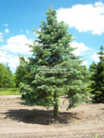 Abies Concolor ( Brad Alb ) - imagine 5