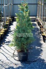 Abies Concolor ( Brad Alb ) - imagine 6