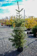 Abies Koreana ( Brad Coreean )