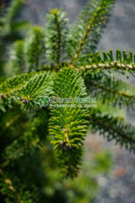 Abies Koreana ( Brad Coreean ) - imagine 2