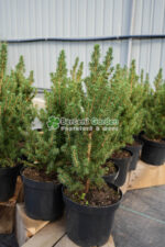 Picea Glauca Conica ( Molid Conic Pitic )