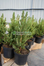 Picea Glauca Conica ( Molid Conic Pitic ) - imagine 2