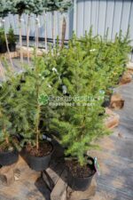 Picea Omorika ( Molid Sarbesc )