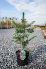 Picea Omorika ( Molid Sarbesc ) - imagine 2