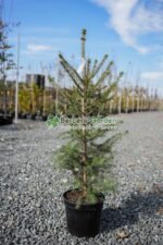 Picea Omorika ( Molid Sarbesc )