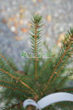 Picea Omorika ( Molid Sarbesc ) - imagine 2
