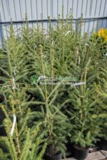 Picea Omorika ( Molid Sarbesc ) - imagine 3