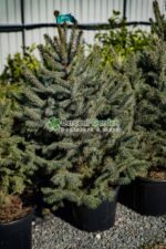 Picea Pungens Super Blue Seedling ( Molid argintiu SBB )