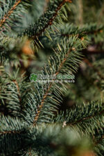Picea Pungens Super Blue Seedling ( Molid argintiu SBB ) - imagine 2