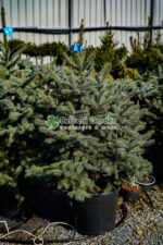 Picea Pungens Super Blue Seedling ( Molid argintiu SBB ) - imagine 3