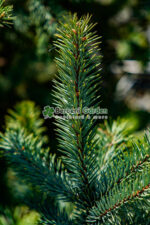 Picea Pungens Super Blue Seedling ( Molid argintiu SBB ) - imagine 4