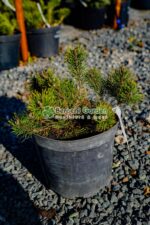 Pinus Mugo var. Pumilio ( Jneapan )