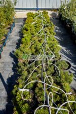 Pinus Mugo var. Pumilio ( Jneapan ) - imagine 2