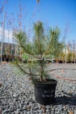 Pinus Nigra Nigra ( Pin Negru )