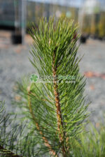 Pinus Nigra Nigra ( Pin Negru ) - imagine 2