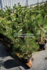 Pinus Nigra Nigra ( Pin Negru ) - imagine 3