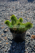 Pinus mugo var. Mughus ( Pin Globular )
