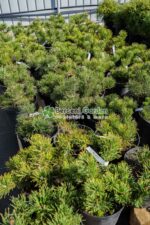 Pinus mugo var. Mughus ( Pin Globular ) - imagine 2