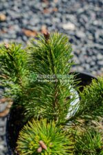Pinus mugo var. Mughus ( Pin Globular ) - imagine 3