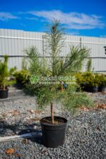 Pinus Sylvestris ( Pin Silvestru )
