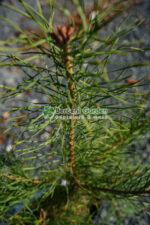 Pinus Sylvestris ( Pin Silvestru ) - imagine 2
