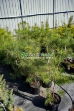 Pinus Sylvestris ( Pin Silvestru ) - imagine 3