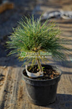 Pinus Wallichiana ( Pin Wallichiana )