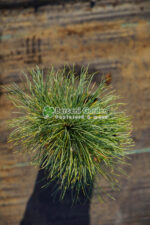 Pinus Wallichiana ( Pin Wallichiana ) - imagine 2