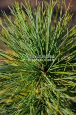 Pinus Wallichiana ( Pin Wallichiana ) - imagine 3