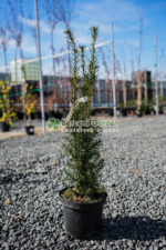 Taxus Media Hicsksii ( Tisa Hicsksii )