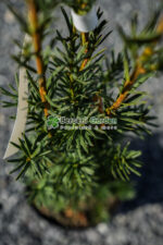 Taxus Media Hicsksii ( Tisa Hicsksii ) - imagine 2