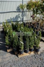 Taxus Media Hicsksii ( Tisa Hicsksii ) - imagine 3