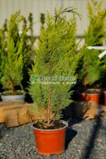 Chamaecyparis Lawsoniana Stardust ( Chiparos Praf de Stele )