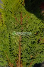 Chamaecyparis Lawsoniana Stardust ( Chiparos Praf de Stele ) - imagine 2