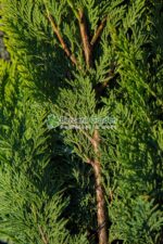 Chamaecyparis Lawsoniana Stardust ( Chiparos Praf de Stele ) - imagine 3