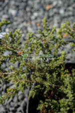 Juniperus Communis Green Carpet ( Ienupar tarator comun Covor Verde )