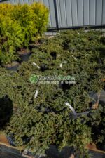 Juniperus Communis Green Carpet ( Ienupar tarator comun Covor Verde ) - imagine 2