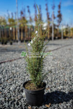 Juniperus Communis Suesica ( Ienupar comun Suesica )