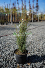 Juniperus Communis Suesica ( Ienupar comun Suesica ) - imagine 2