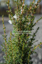 Juniperus Communis Suesica ( Ienupar comun Suesica ) - imagine 3