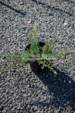 Juniperus Orizontalis Blue Chip ( Ienupar Orizontal Blue Chip  )