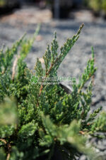 Juniperus Orizontalis Blue Chip ( Ienupar Orizontal Blue Chip  ) - imagine 2