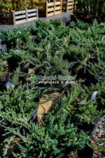 Juniperus Orizontalis Blue Chip ( Ienupar Orizontal Blue Chip  ) - imagine 3
