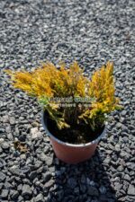 Juniperus Horizontalis Lime Glow ( Ienupar Orizontal Lime Glow )