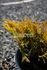 Juniperus Horizontalis Lime Glow ( Ienupar Orizontal Lime Glow ) - imagine 2