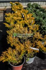 Juniperus Horizontalis Lime Glow ( Ienupar Orizontal Lime Glow ) - imagine 3