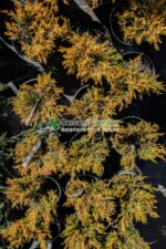 Juniperus Horizontalis Lime Glow ( Ienupar Orizontal Lime Glow ) - imagine 4